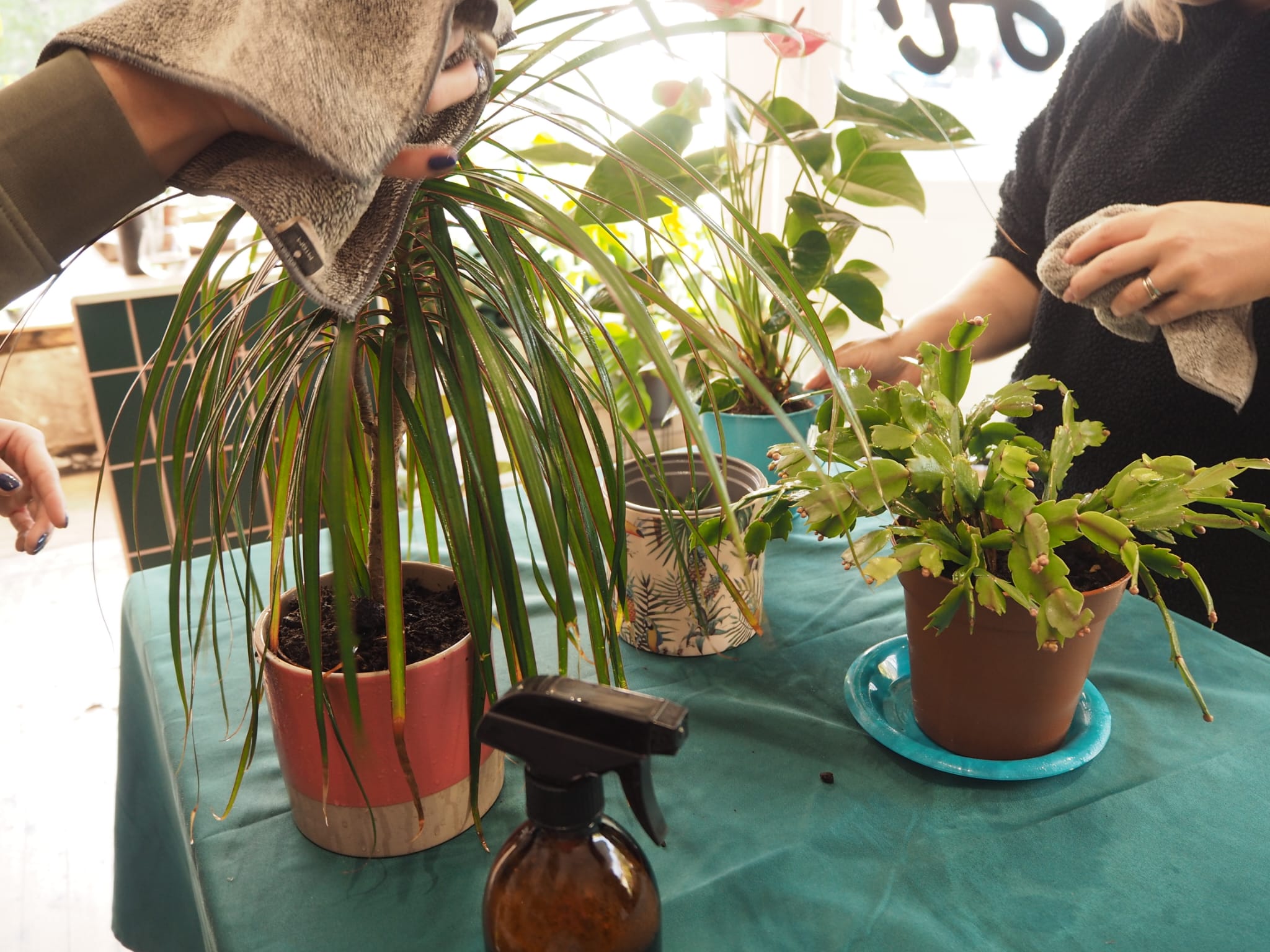 Repotting Workshop - 3rd March