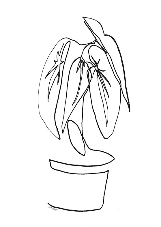 Begonia Maculata Art One Liner Dip Pen & Ink Print