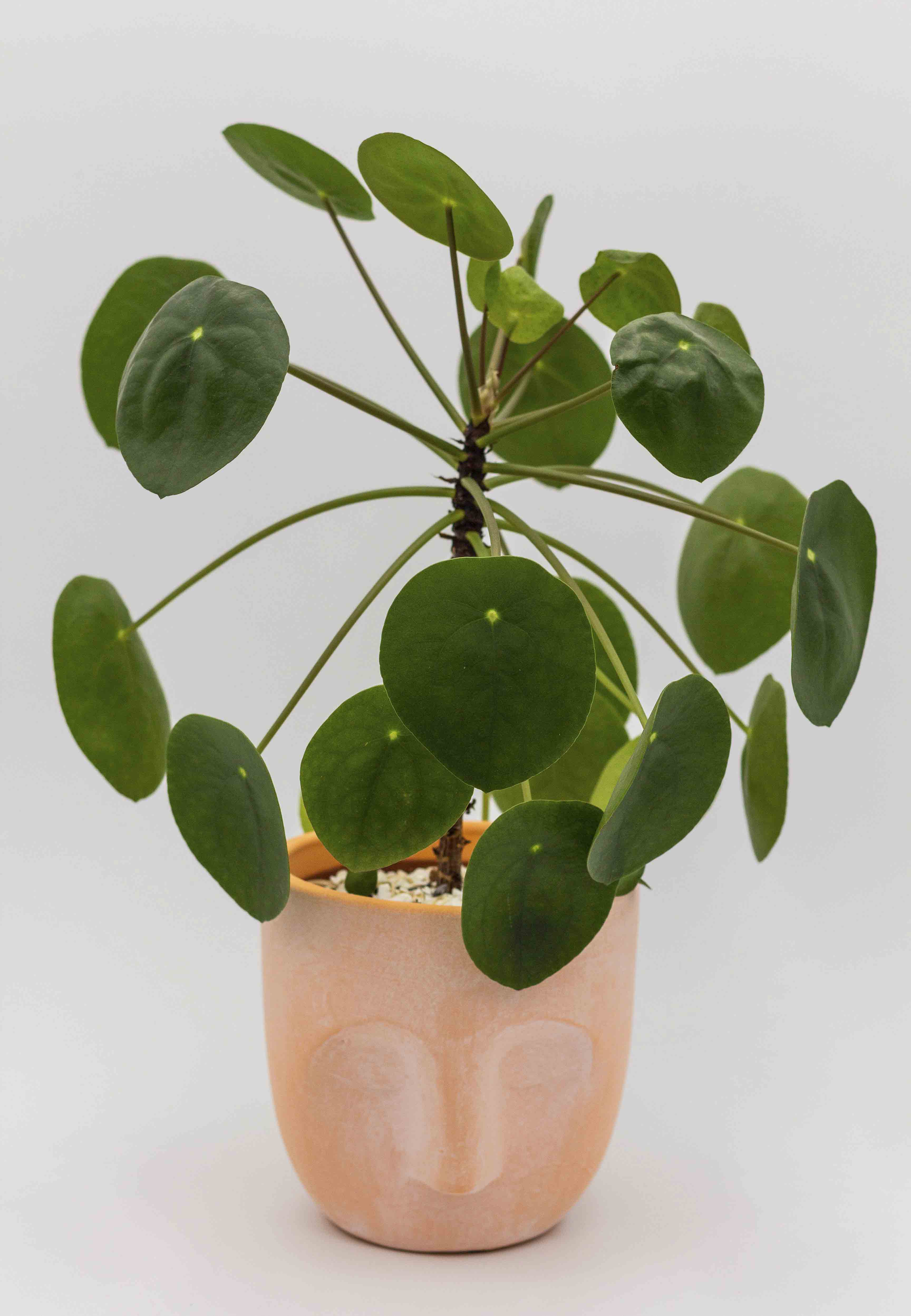 houseplant pot with face
